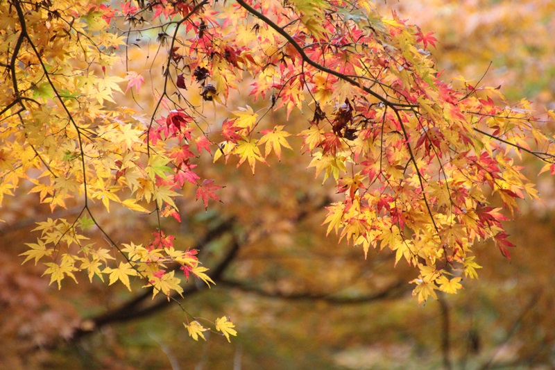 山道を彩る紅葉･2♪_a0167759_164310100.jpg