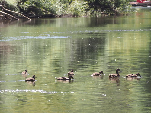 幻のBlue Duckを探して、滝までトレッキング！ ～NZバスの旅 7日目_c0351060_21515516.jpg