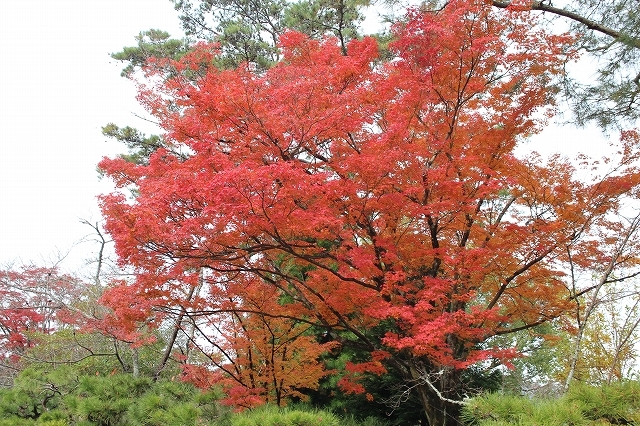 紅葉に燃える京の奥座敷_b0044663_16040862.jpg