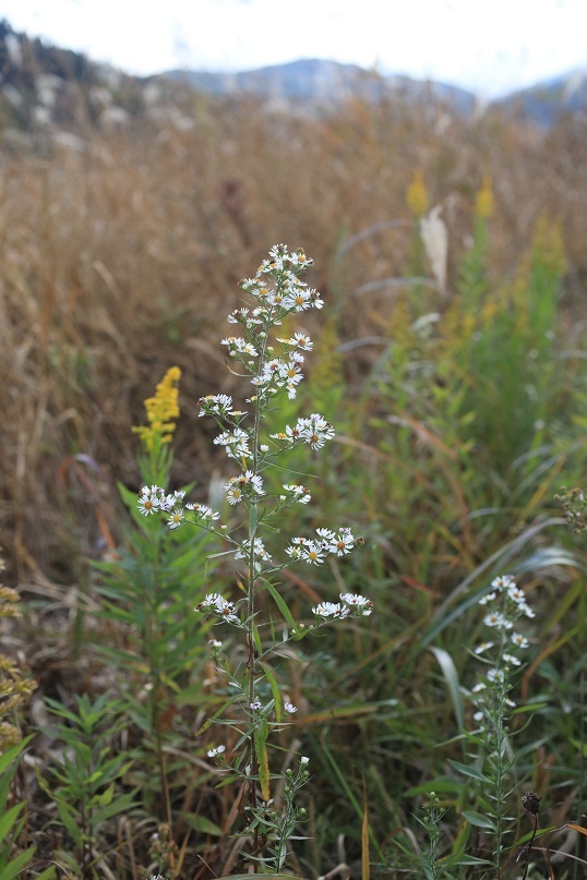 e0304170_19132878.jpg