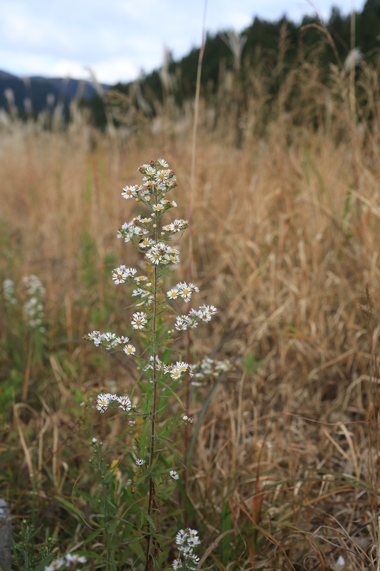 e0304170_19141116.jpg