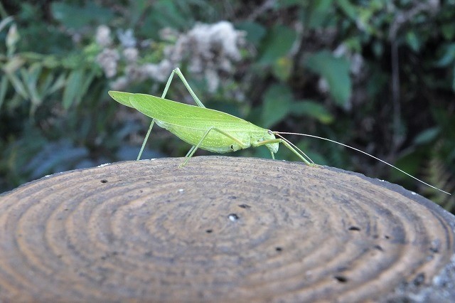 □ 緑色の虫 3種 17.12.8 （セスジツユムシ、トビナナフシ