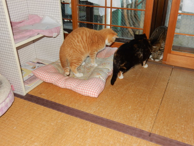 さつきちゃんの神隠し_e0355177_20251452.jpg