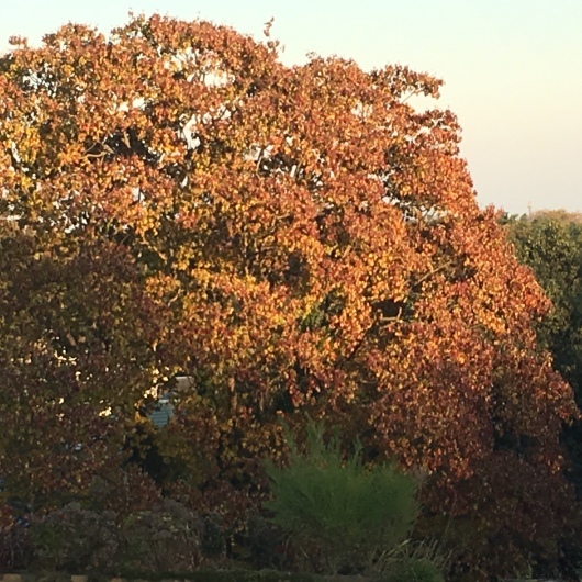 b0336787_11312217.jpeg