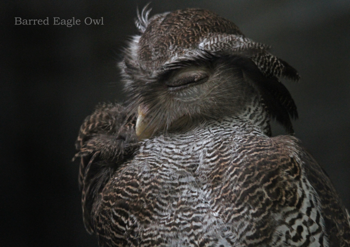 マレーワシミミズク：Barred Eagle Owl_b0249597_06234589.jpg