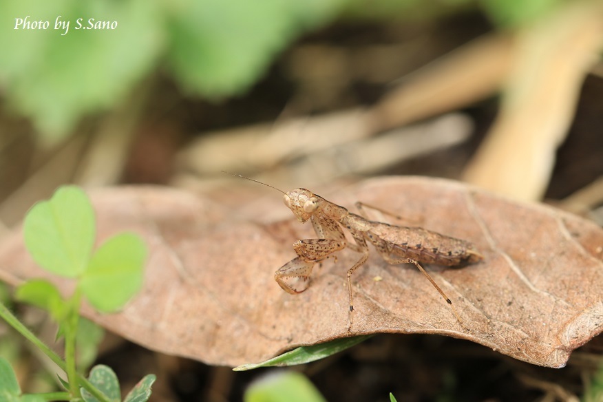 ヒナカマキリ_b0348205_21505906.jpg