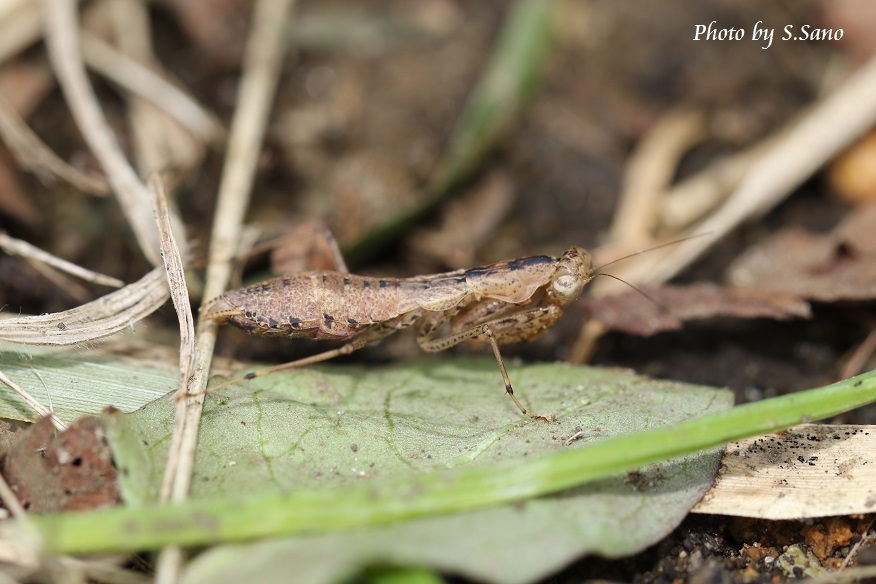 ヒナカマキリ_b0348205_21511615.jpg