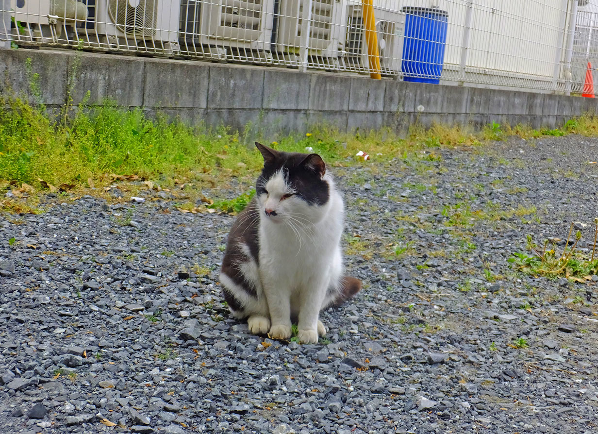 散歩のニャンと風野真知雄 12月5日(火)_b0215220_08583341.jpg
