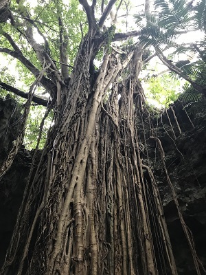 2017冬の沖縄旅行～Part1～_c0227720_01122868.jpg