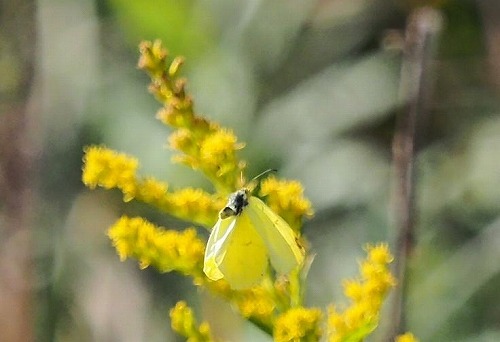 c0369423_16110261.jpg