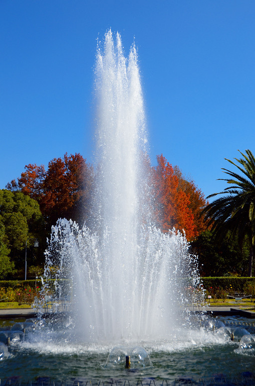 須磨離宮公園にて　 2017.12.3_d0073324_09324648.jpg