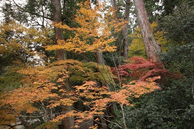 紅葉の伊勢神宮（その4）最終回（撮影：11月26日）_e0321325_19163927.jpg