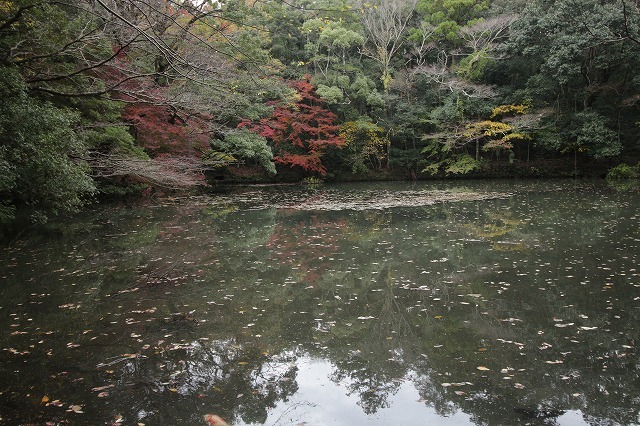 紅葉の伊勢神宮（その4）最終回（撮影：11月26日）_e0321325_19172271.jpg