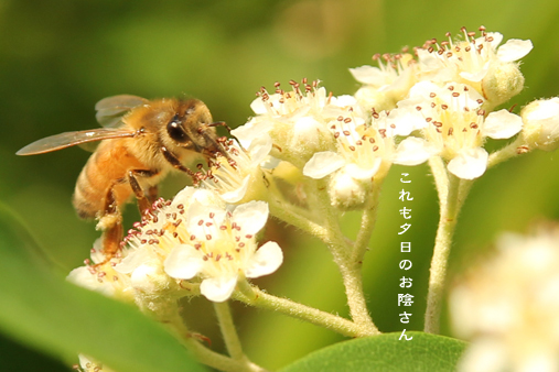 氣の波が立ったら外に行くが宜しかろぉ_d0042827_19150950.jpg