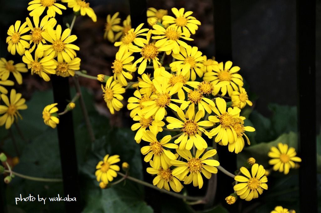 上野動物園内で咲いていた黄色い花2種類 自然のキャンバス