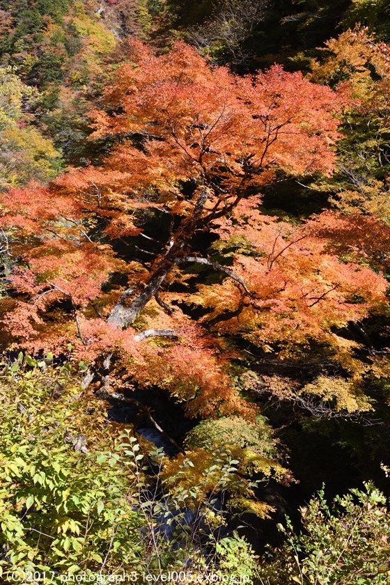 秩父 中津峡 持桶女郎もみじ 紅葉_e0362037_20211313.jpg