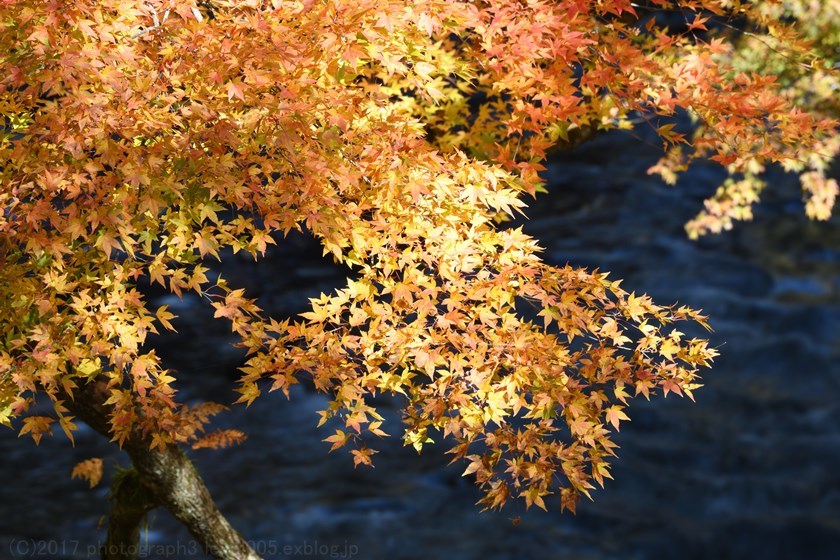 秩父 中津峡 持桶女郎もみじ 紅葉_e0362037_20211932.jpg