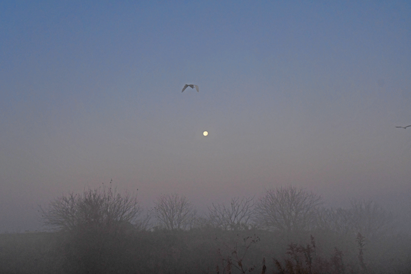 d0290240_14054530.gif