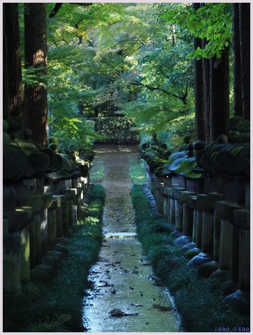 雨後の平林寺・紅葉-6ラスト　　　163_c0068050_23072895.jpg