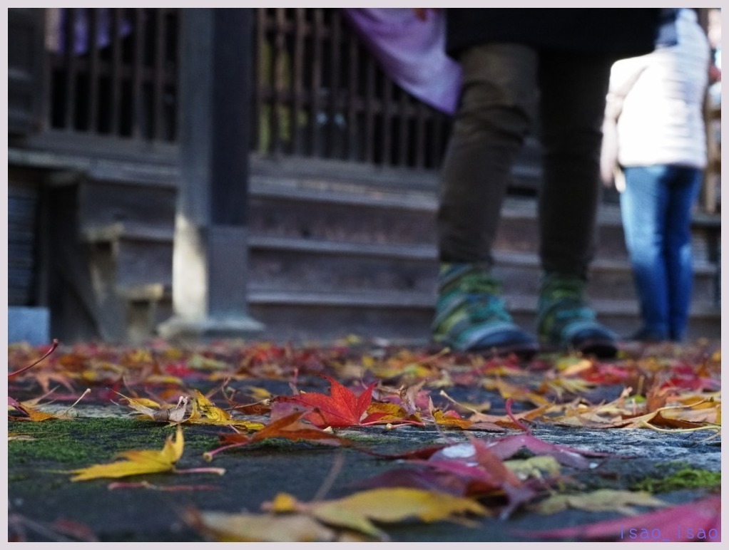 雨後の平林寺・紅葉-6ラスト　　　163_c0068050_23274255.jpg