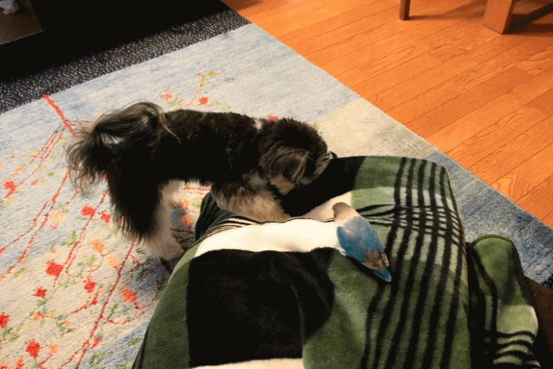 c0145250_09183703.gif