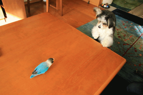 c0145250_09185694.gif