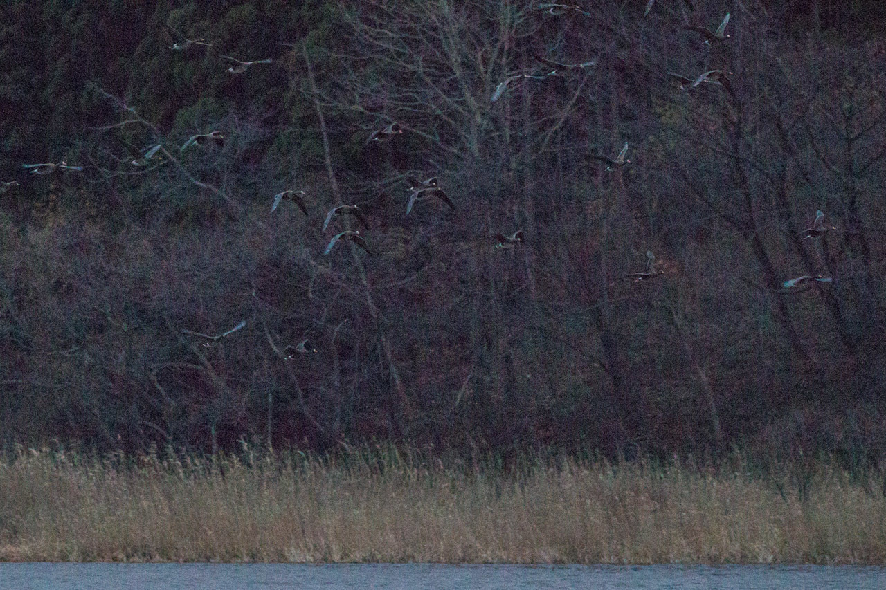 a0052080_20503940.jpg