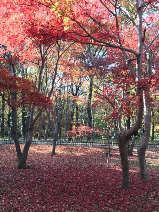 紅葉_e0170385_15204268.jpeg