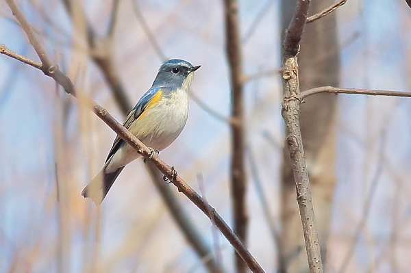 最近写した野鳥_d0334291_15144190.jpg