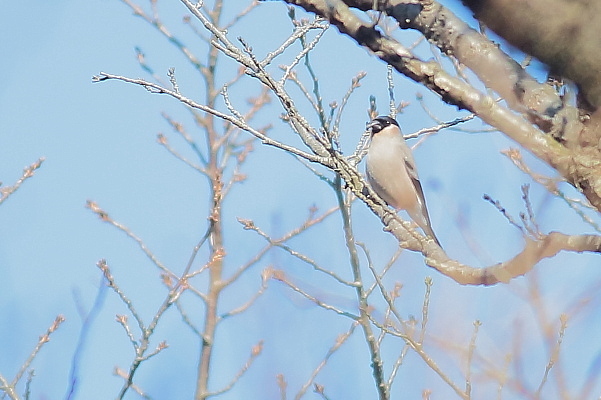 最近写した野鳥_d0334291_15163524.jpg