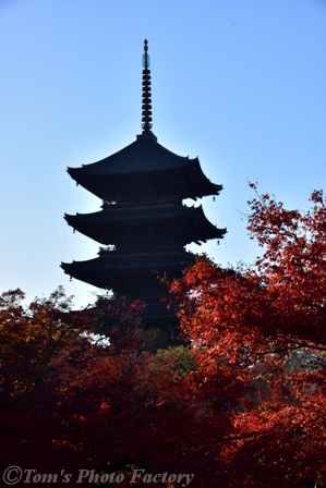 紅葉の東寺_b0155692_20314638.jpg