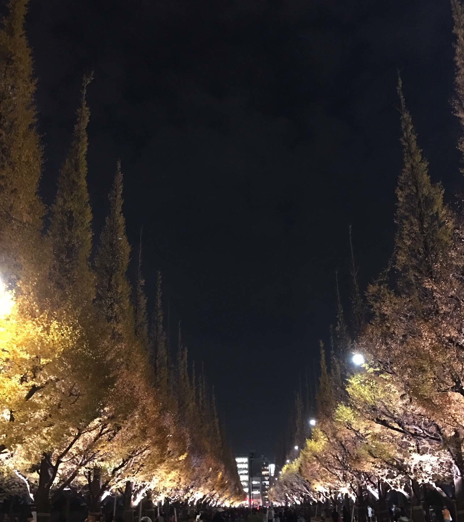 外苑前のイチョウ_b0105897_02011692.jpg