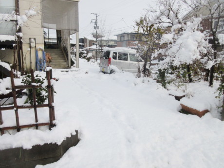 雪の朝・穫り終えたハブ茶・ねこの燭台_a0203003_21093660.jpg