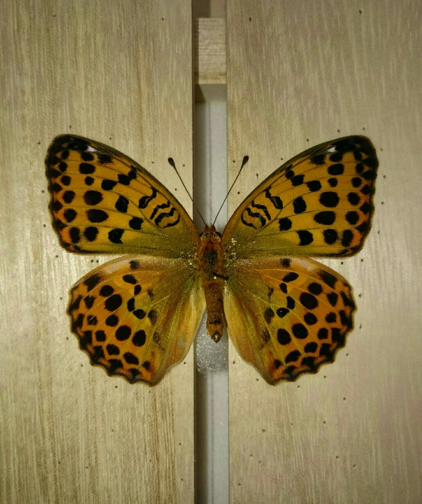 a0361610_01063060.jpg