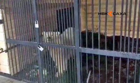 ロシア・サンクトペテルブルクのレニングラード動物園に到着したハールチャーナの姿_a0151913_1751933.jpg