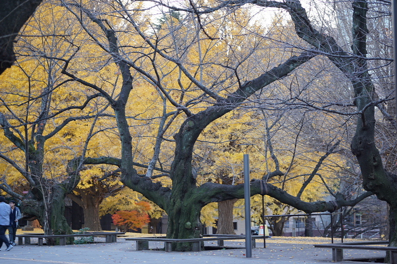 東京工業大学 銀杏_a0105819_10300695.jpg