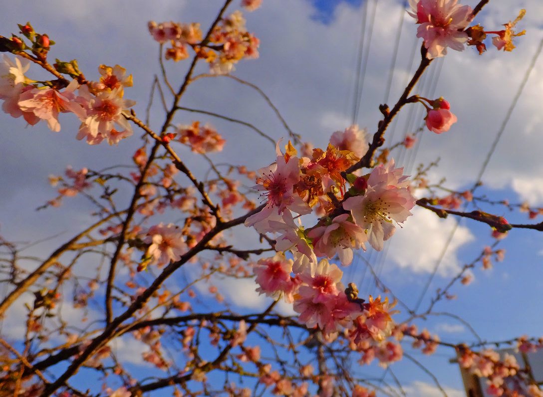 十二月桜と西條奈加　12月6日（水）_b0215220_08504335.jpg