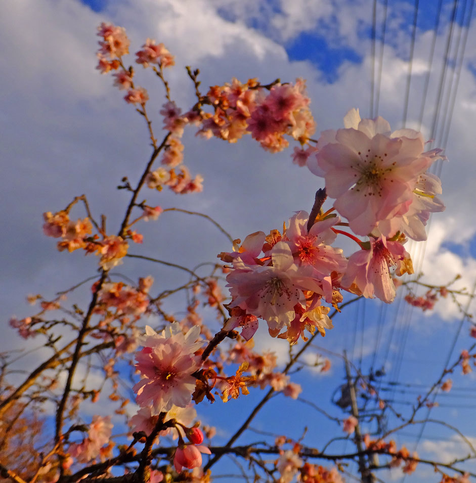 十二月桜と西條奈加　12月6日（水）_b0215220_08515184.jpg