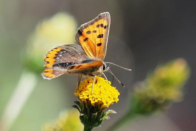 c0369423_23041596.jpg