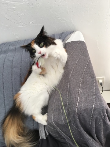e0237625_18071026.jpeg