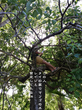 マンゴの大木やのぉて、枝垂れ桜の中木_d0042827_18185512.jpg
