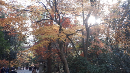 下鴨神社紅葉速報2017_d0106134_13431862.jpg