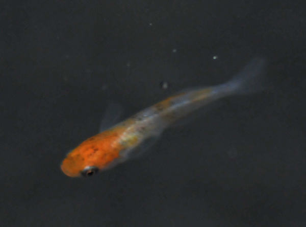 e0097534_16183829.jpg
