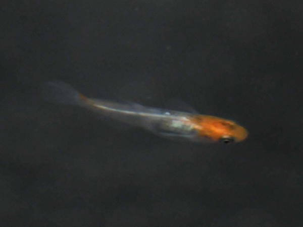 e0097534_16185910.jpg