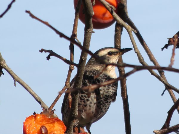 2017年12月9日　鳥さんたちへのプレゼント !_b0341140_9275480.jpg