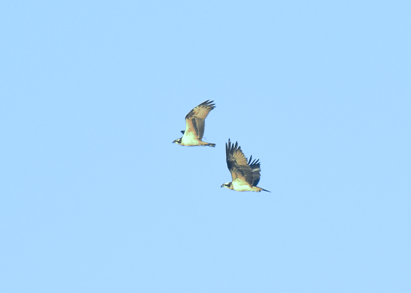 d0290240_16383046.gif