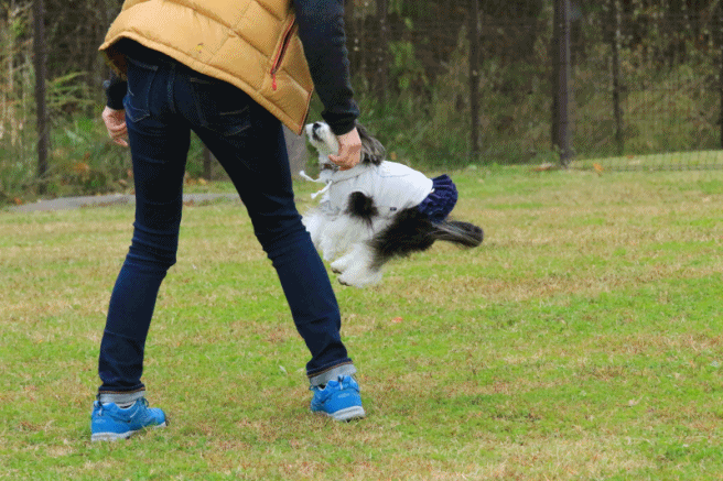 c0145250_10283147.gif