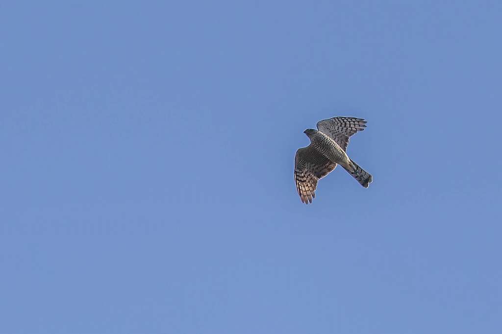 f0044056_17033878.jpg