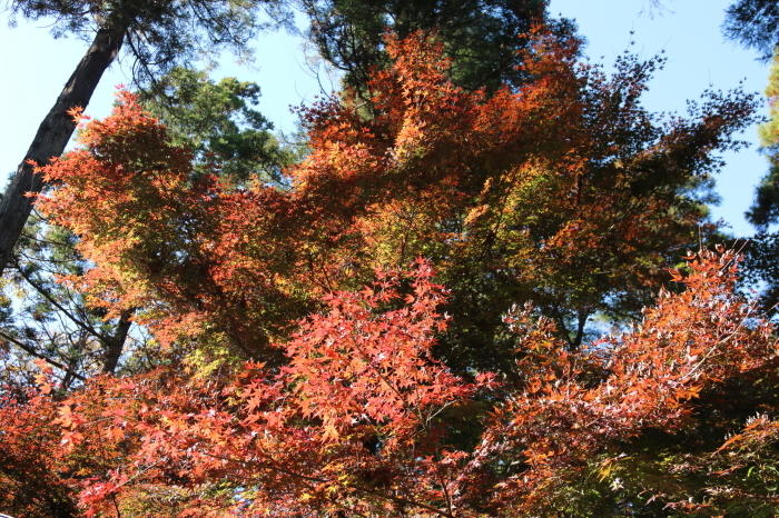 自然動植物園のもみじ山のもみじの里へ～紅葉狩り　３_d0152261_13223269.jpg