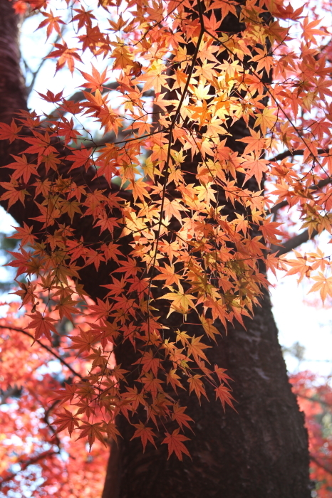 自然動植物園のもみじ山のもみじの里へ～紅葉狩り　３_d0152261_13275226.jpg